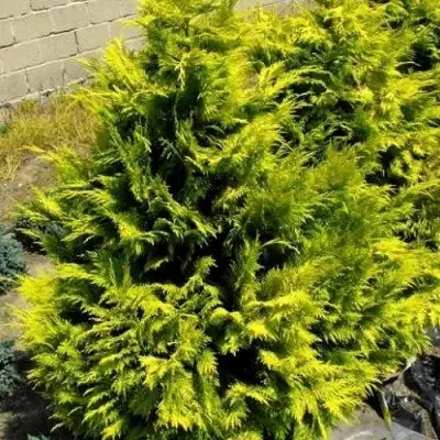 Кипарисовик ГОЛДЕН ВОНДЕР лавсона в Могилёве