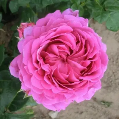 Роза АНУШКА чайно-гибридная в Могилёве