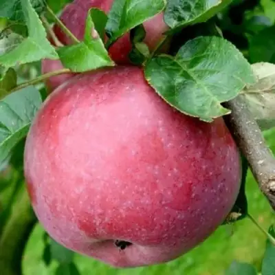 Яблоня ЕСЕНИЯ колонновидная в Могилёве