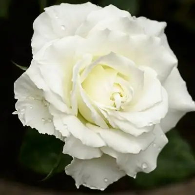 Роза МОНДИАЛЬ чайно-гибридная в Могилёве