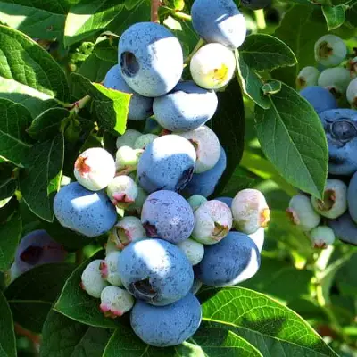 Голубика ВЕЙМУТ в Могилёве