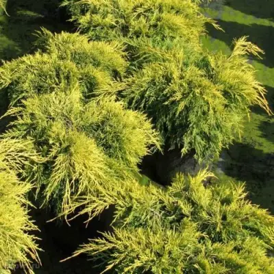 Можжевельник КИНГ ОФ СПРИНГ средний в Могилёве