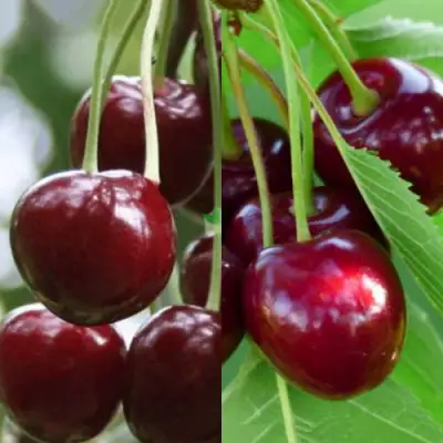 Комплект ВИШНЕВЫЙ ТАНДЕМ в Могилёве