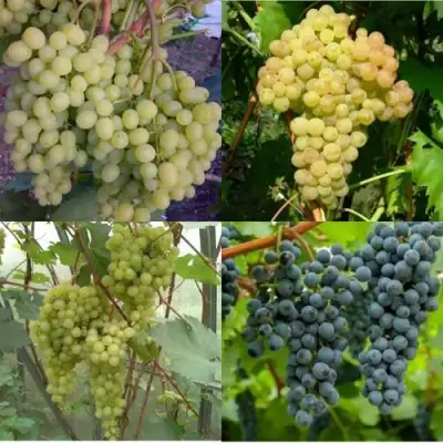 Комплект ВИНОГРАДНАЯ РАДУГА в Могилёве