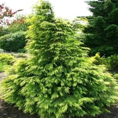 Кипарисовик САНКИСТ лавсона в Могилёве