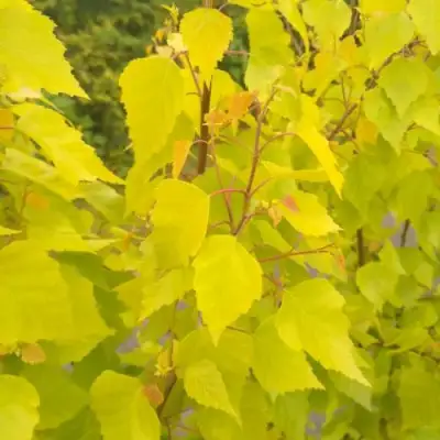 Берёза ГОЛДЕН ОБЕЛИСК повислая  в Могилёве