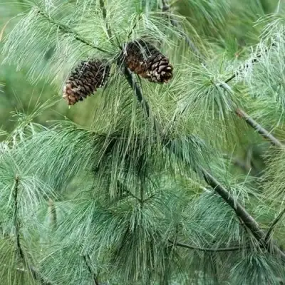 Сосна АРМАНДИ в Могилёве