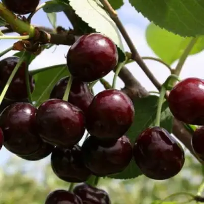 Дюк ИВАНОВНА в Могилёве