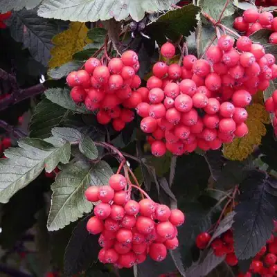 Рябина БОЯРЫШНИКОПЛОДНАЯ сладкоплодная в Могилёве