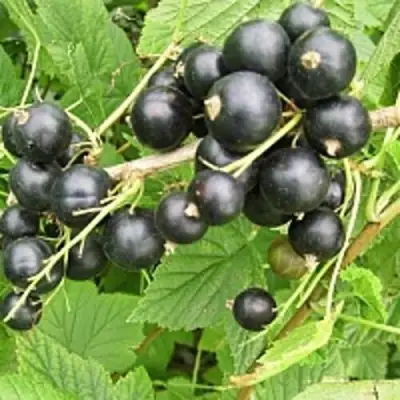 Смородина чёрная ЧЁРНЫЙ АИСТ в Могилёве