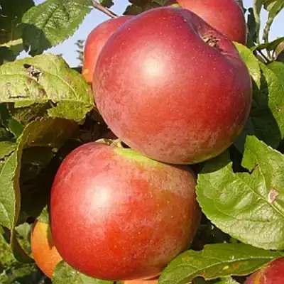 Яблоня АКСАМИТ в Могилёве