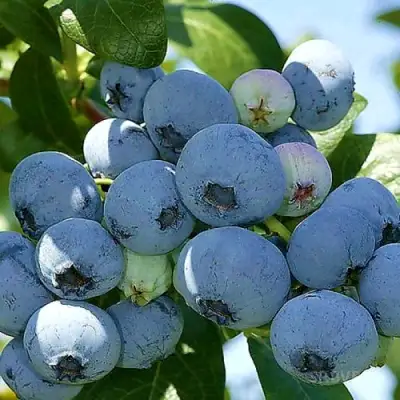 Голубика НУИ в Могилёве