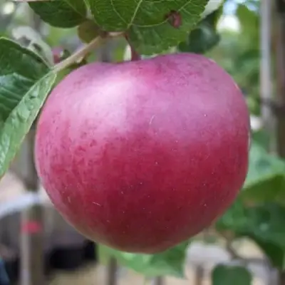 Яблоня НОРИС в Могилёве