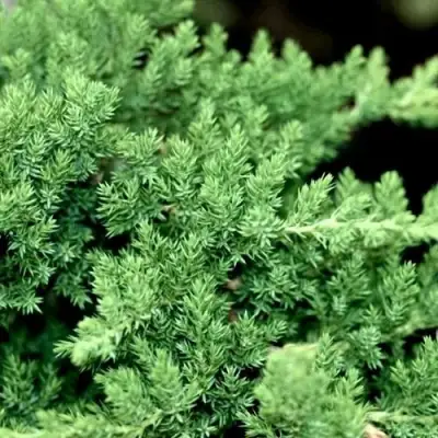 Можжевельник НАНА лежачий в Могилёве