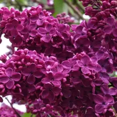 Сирень ЧАРЛЬЗ ДЖОЛИ в Могилёве