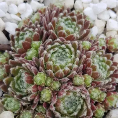 Молодило МОРКЕРС МЕРИТ в Могилёве