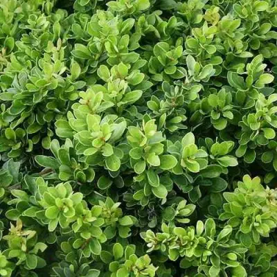 Барбарис КОБОЛЬД тунберга в Могилёве