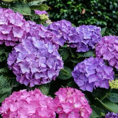 Гортензия ГАМБУРГ крупнолистная в Могилёве