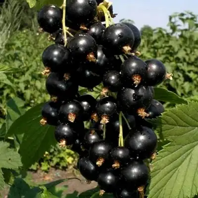 Смородина чёрная ВИНОГРАДНАЯ в Могилёве