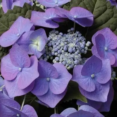 Гортензия БЛАУМАЙС (БЛАУМАЙЗЕ) крупнолистная в Могилёве