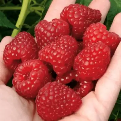 Малина РУБИФОЛ в Могилёве