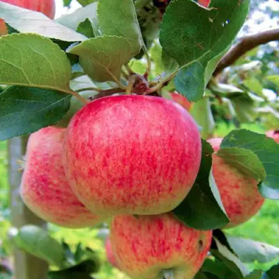 Яблоня ПИРОС в Могилёве