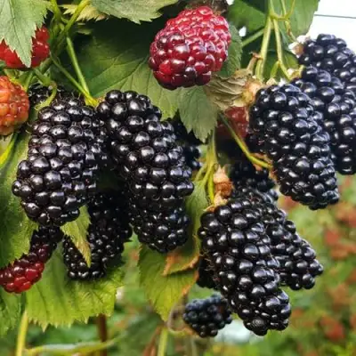 Ежевика НАТЧЕЗ бесшипная  в Могилёве