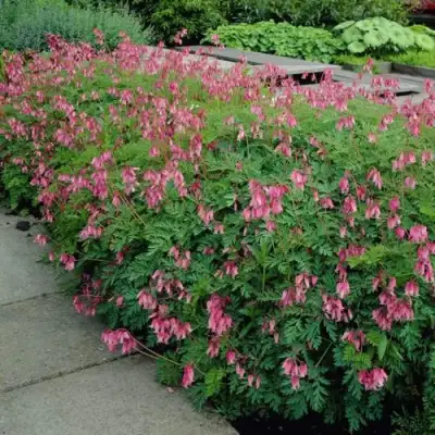 Дицентра изящная в Могилёве