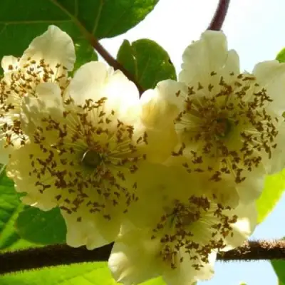 Актинидия АТЛАС (МУЖСКОЙ) киви в Могилёве