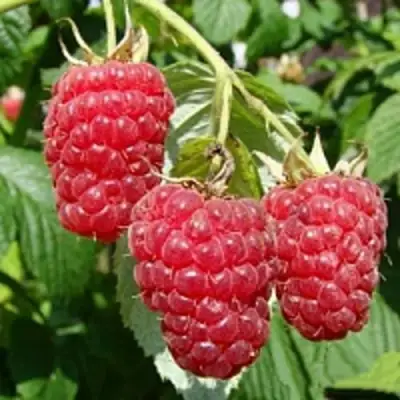 Малиновое дерево ТАРУСА в Могилёве