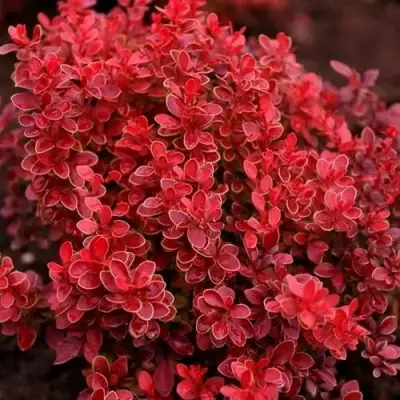 Барбарис РЕД ХОТ ЧИЛИ тунберга в Могилёве