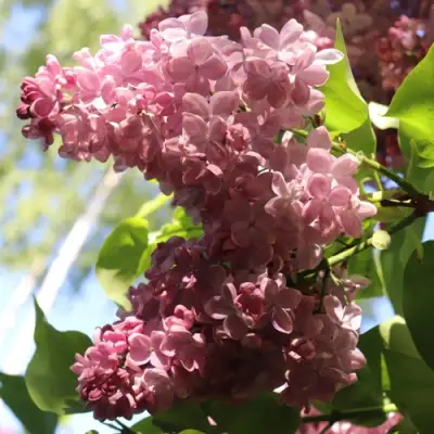 Сирень МЕДОВЫЙ СПАС в Могилёве