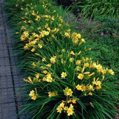 Лилейник СТЕЛЛА ДЕ ОРО гибридный в Могилёве