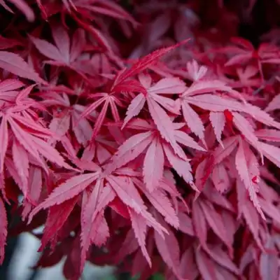 Клен дланевидный АТРОПУРПУРЕУМ в Могилёве