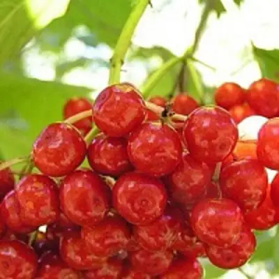 Калина КИЕВСКАЯ САДОВАЯ в Могилёве