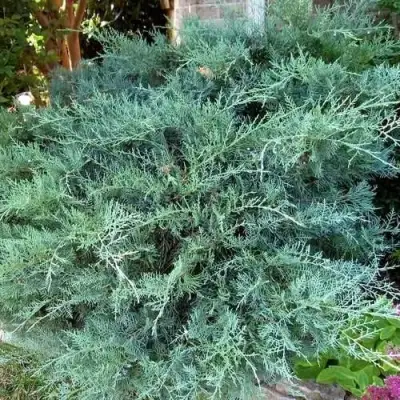 Можжевельник ГРЕЙ ОУЛ виргинский  в Могилёве