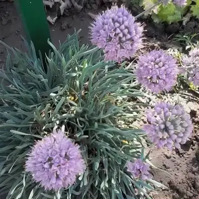 Лук СПИРАЛИС горный в Могилёве