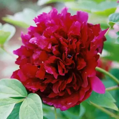 Пион ГАЛАКТИКА травянистый в Могилёве