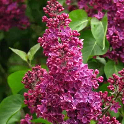 Сирень ЗНАМЯ ЛЕНИНА в Могилёве