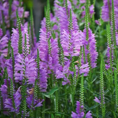 Физостегия РОЗЕЯ виргинская в Могилёве