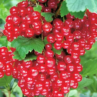 Смородина красная РУДНЕУС в Могилёве