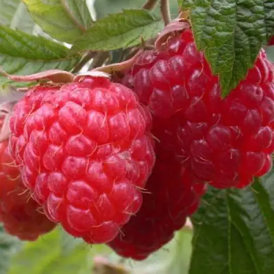 Малина ПИНГВИН в Могилёве