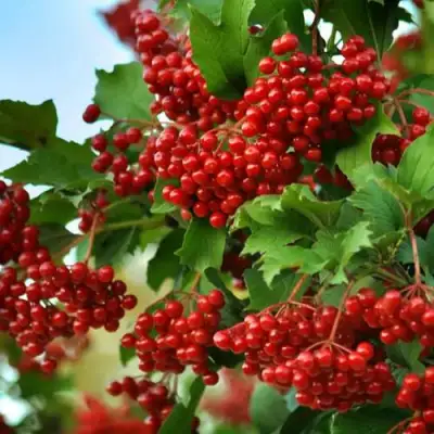 Калина ТАЕЖНЫЕ РУБИНЫ в Могилёве