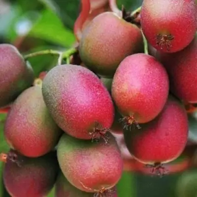 Актинидия ВЕЙКИ аргута в Могилёве