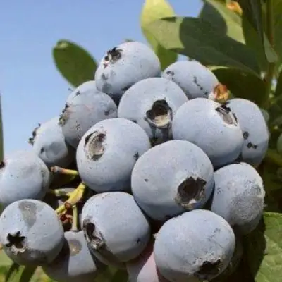Голубика ЦУКЕР ТРАУБЕ в Могилёве