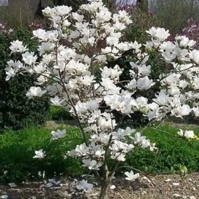 Магнолия АЛЬБА СУПЕРБА в Могилёве