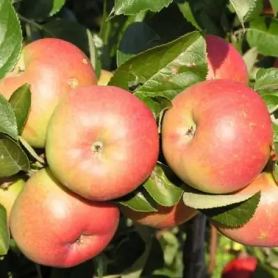 Яблоня РЕДКРАФТ в Могилёве