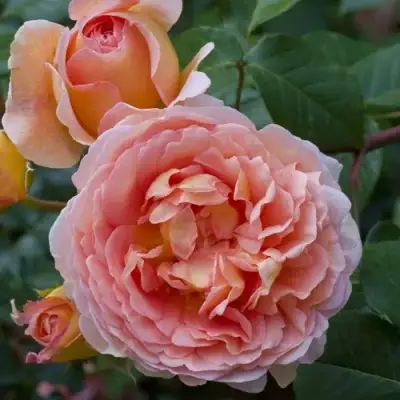 Роза АБРАХАМ ДЕРБИ английская в Могилёве