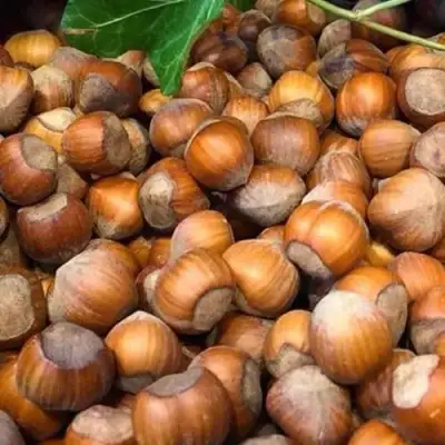 Фундук ТОНДА ДЖИФФОНИ в Могилёве