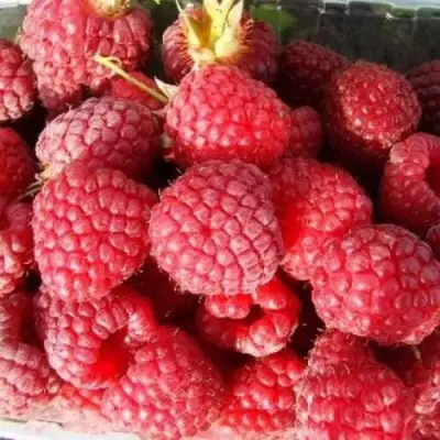 Малина ПОЛЕСЬЕ в Могилёве